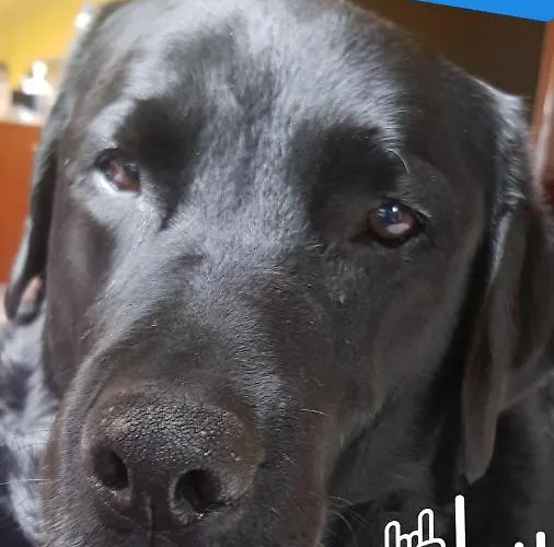 Trzy Sowy Noclegi Bytom 24H Meldunek Samodzielny Wygodnelokumpl *