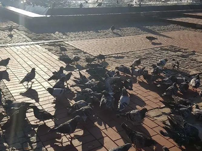 Trzy Sowy Noclegi Bytom 24H Meldunek Samodzielny Wygodnelokumpl דירה ביטום